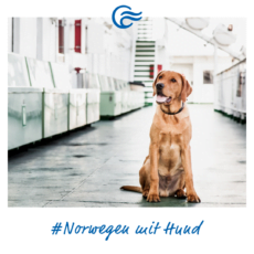 Norwegen mit Hund – Fähroptionen und 5 Tipps Norwegen ist für deinen Hund ein überaus herrliches Reiseziel.
