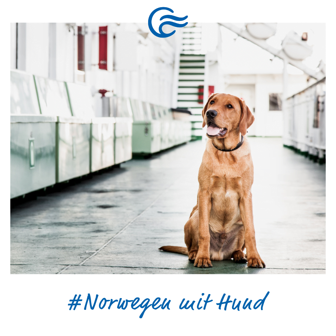 Norwegen ist für deinen Hund ein überaus herrliches Reiseziel.
