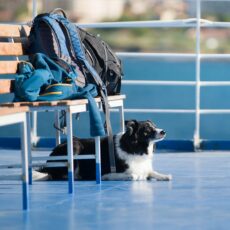 Tiere an Bord Angenehm und stress nach Norwegen - das ist mit der Fähre möglich.