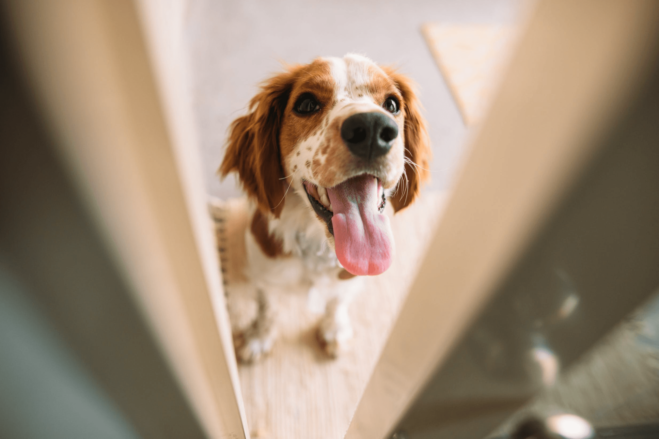 Fähre mit Hund nach Sardinien Titelbild