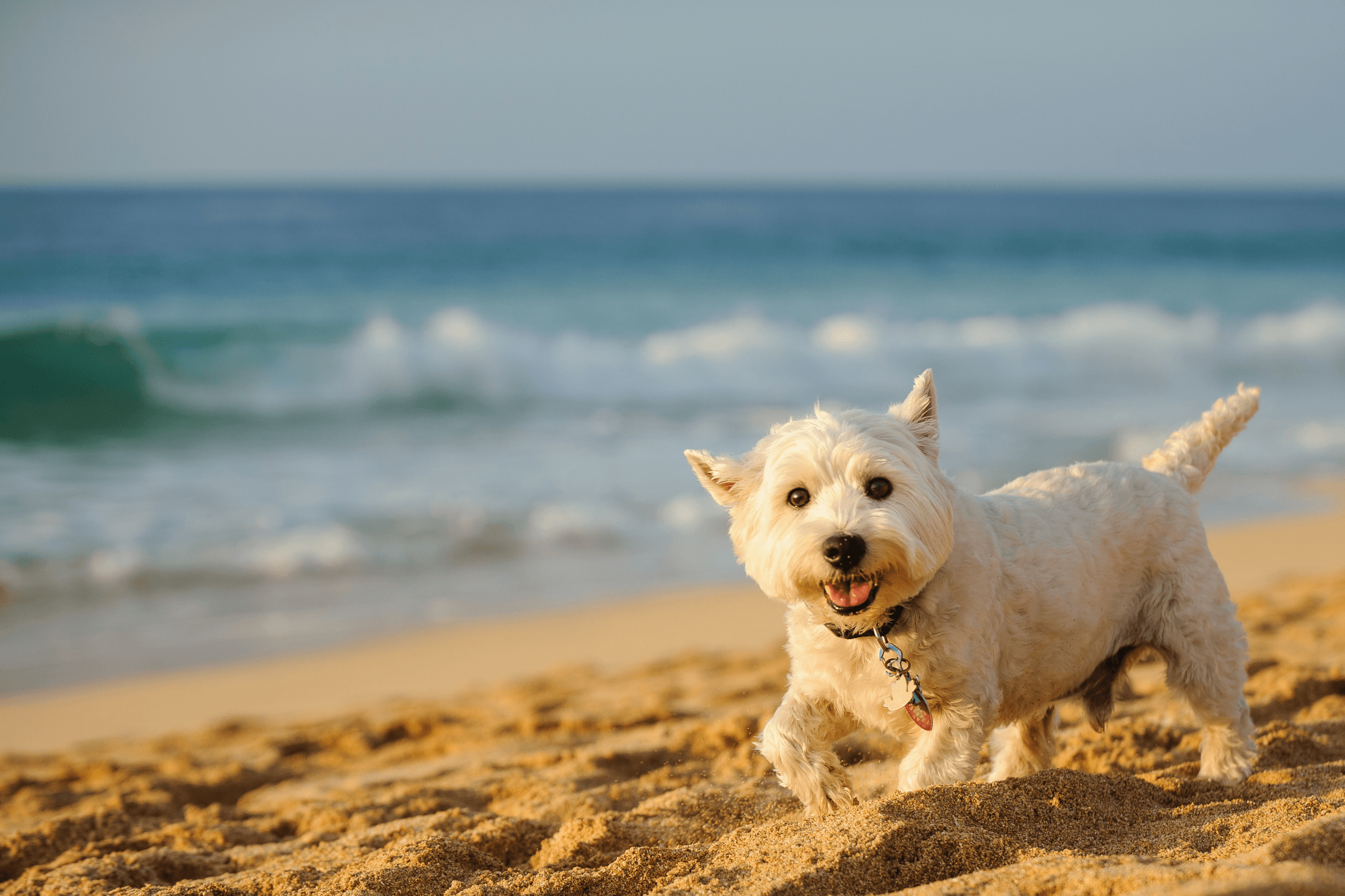 Hund am Strand von Sardinien