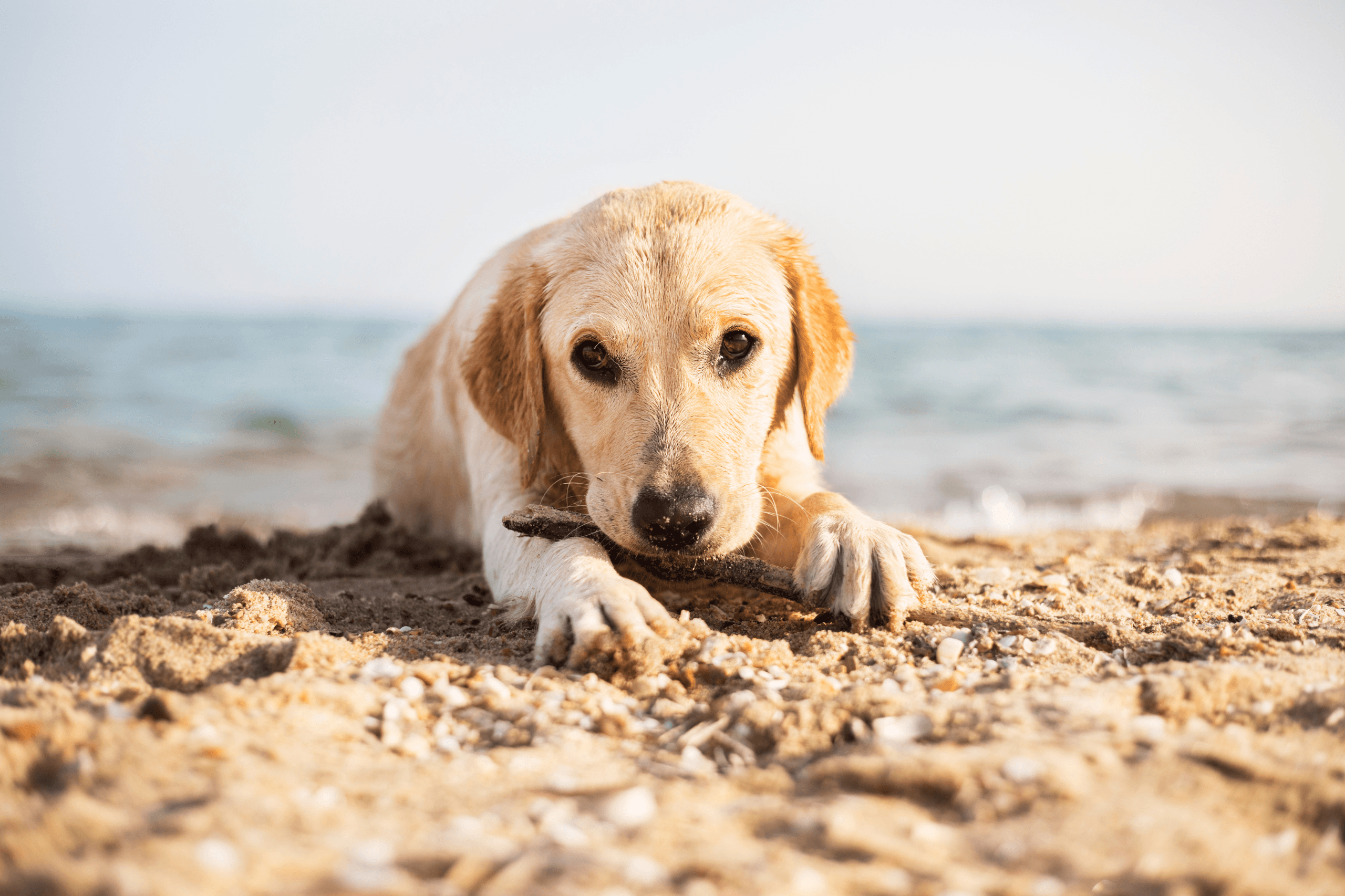 Fähre Korsika mit Hund (1) Hund an einem Strand