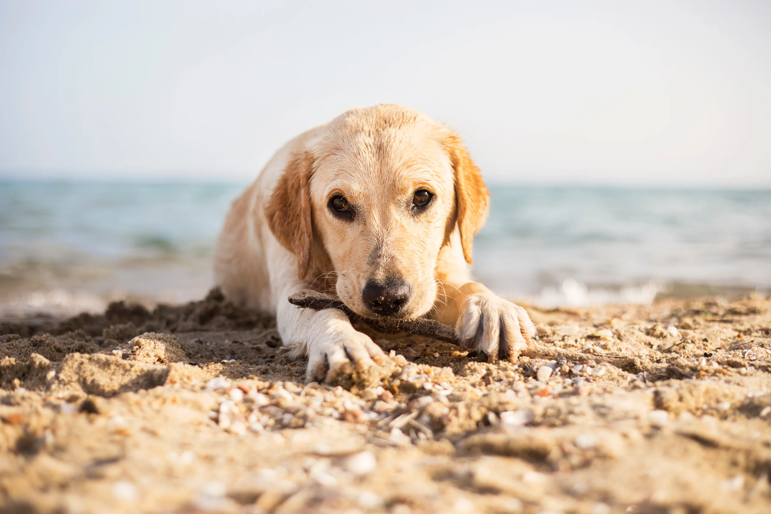 Hund am Strand mit Stock im Mund