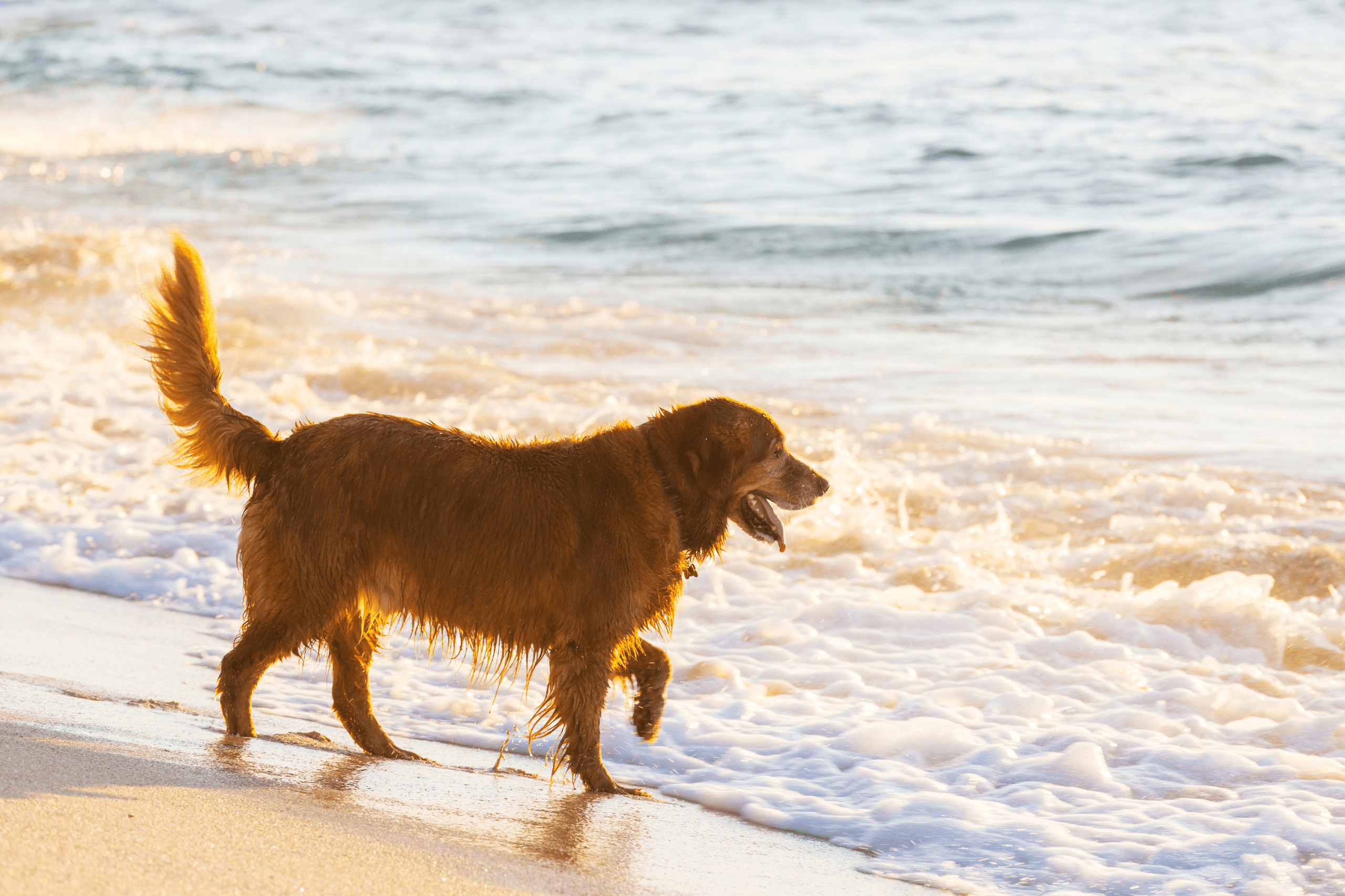 Fähre nach korsika mit Hund: Hund am Strand