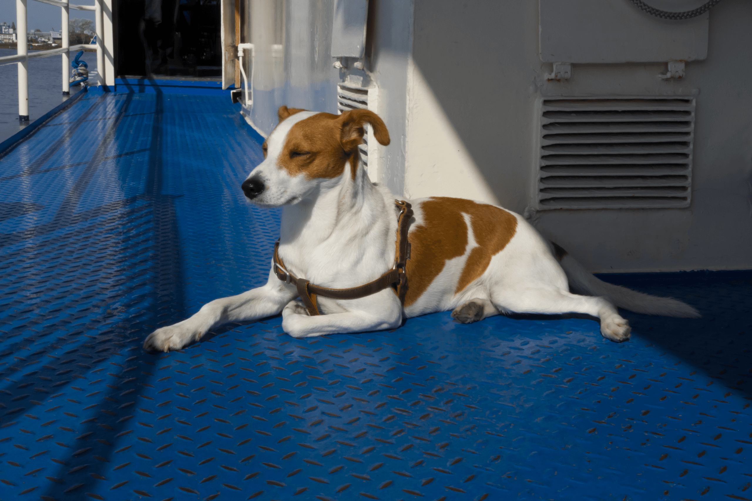 Hund auf Fähre