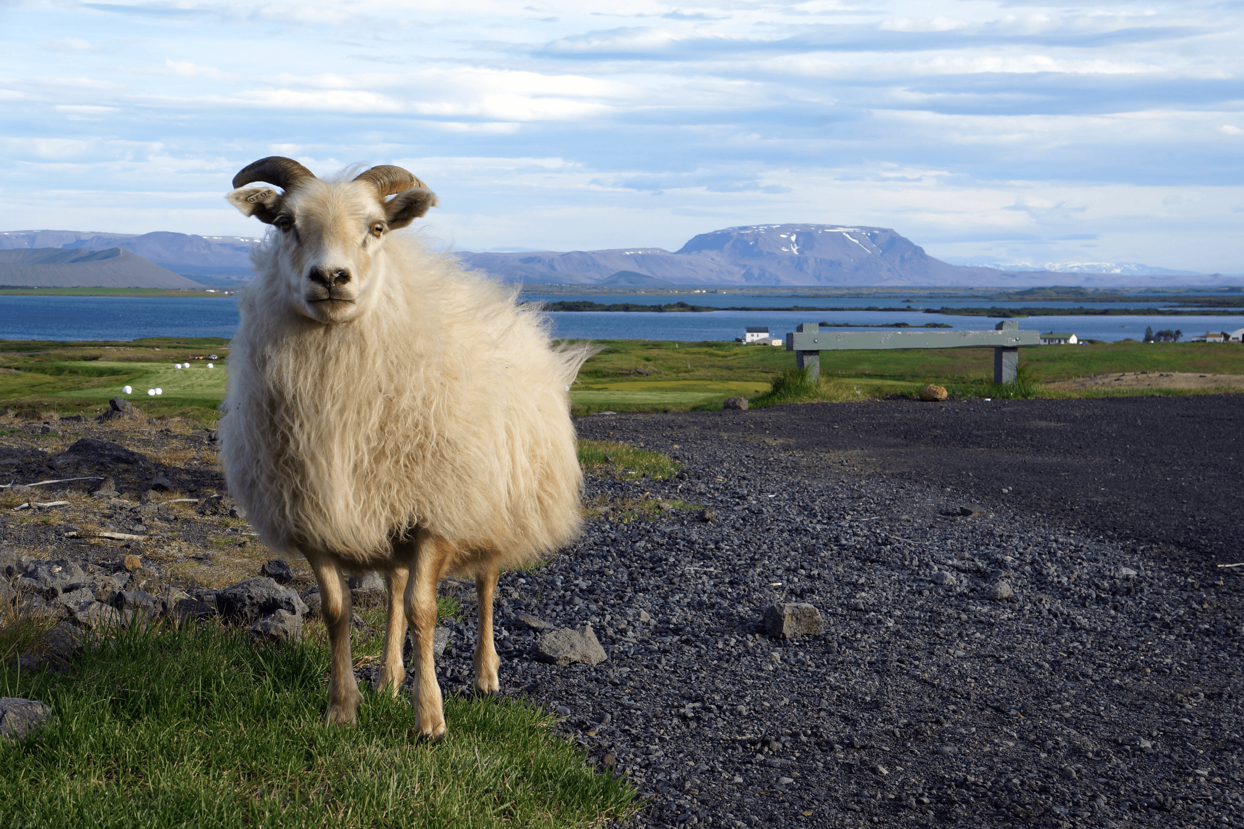 Ein Schaf in der Natur von Island