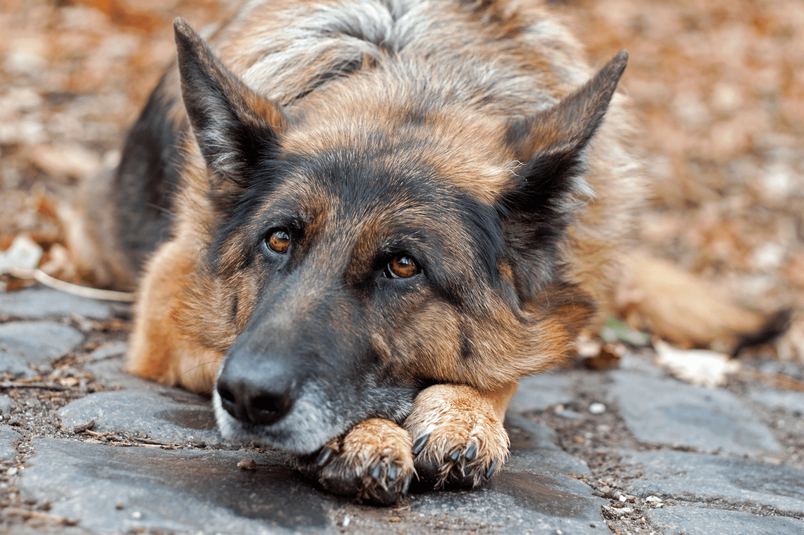Ein Schäferhund am Boden liegend als Symbolbild für die Fähre nach Island mit Hund