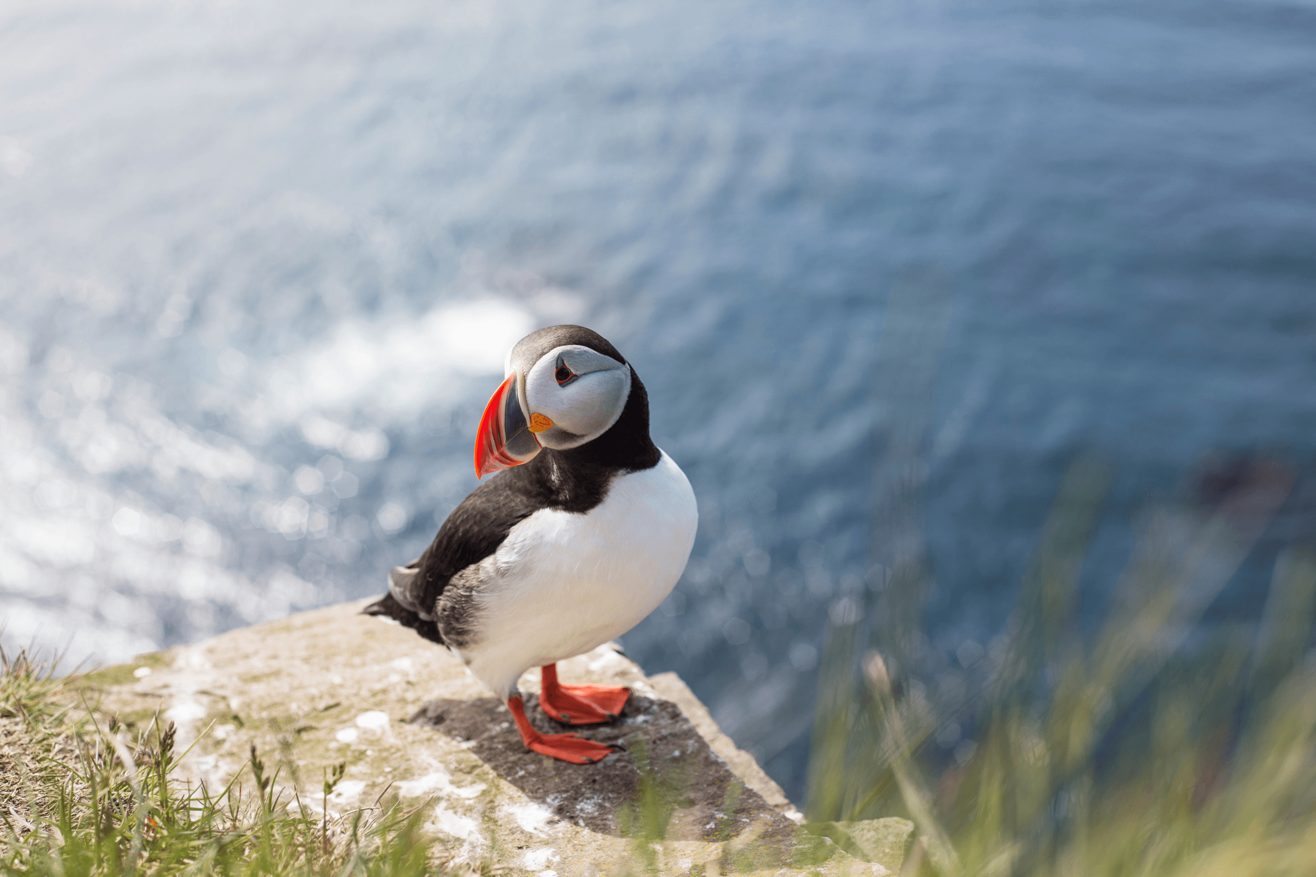 Ein Puffin auf einem Stein als Symbolbild für den Artikel Fähre nach Island mit Hund