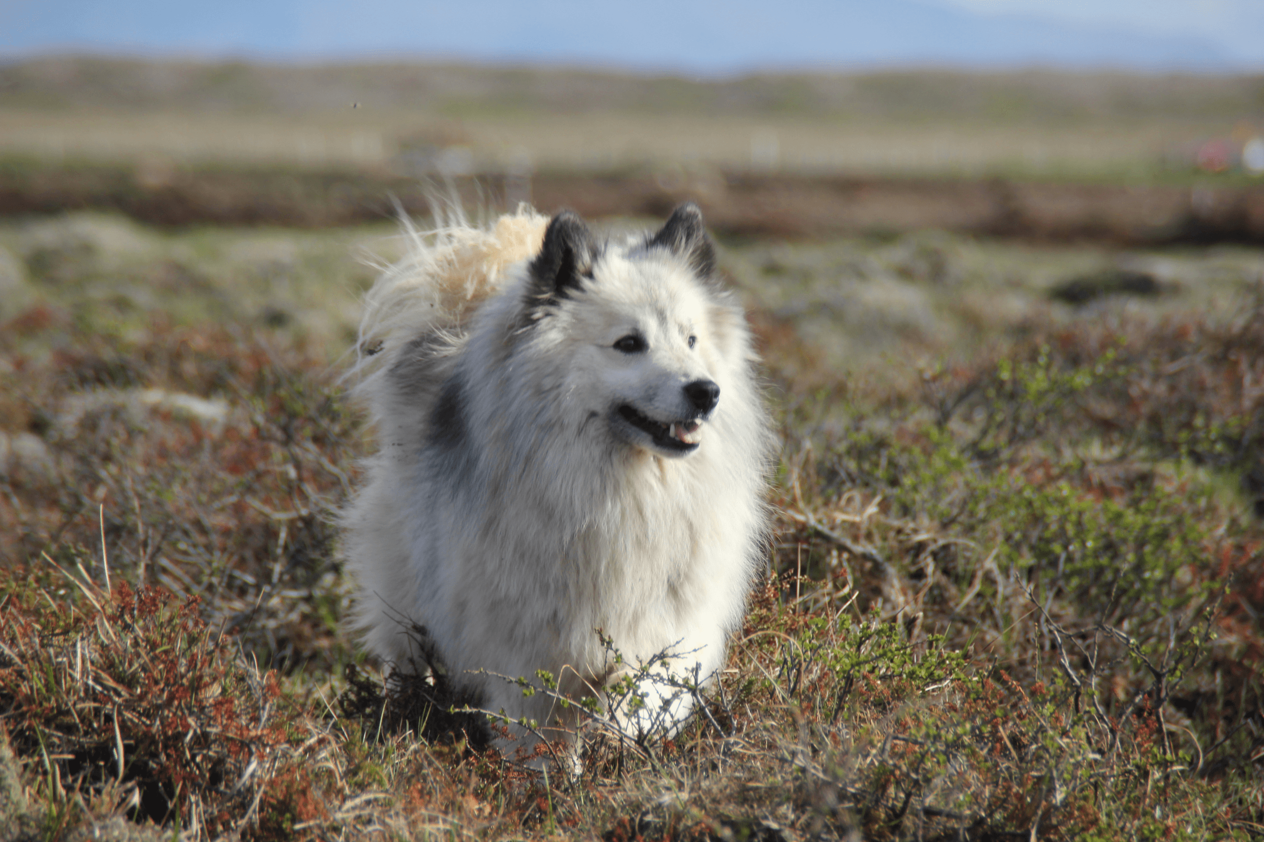 Islandhund auf einem Feld