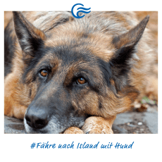 Beitragsbild Fähre nach Island mit Hund