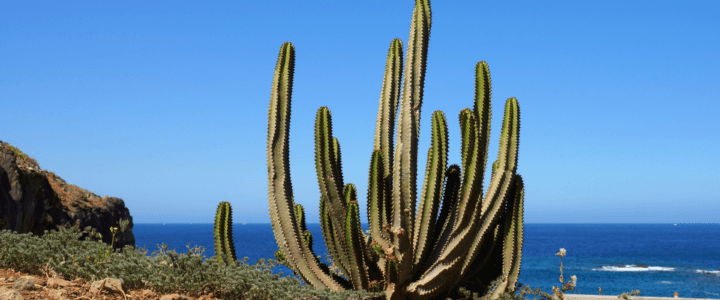 Fähren Arrecife – S.C. de Tenerife
